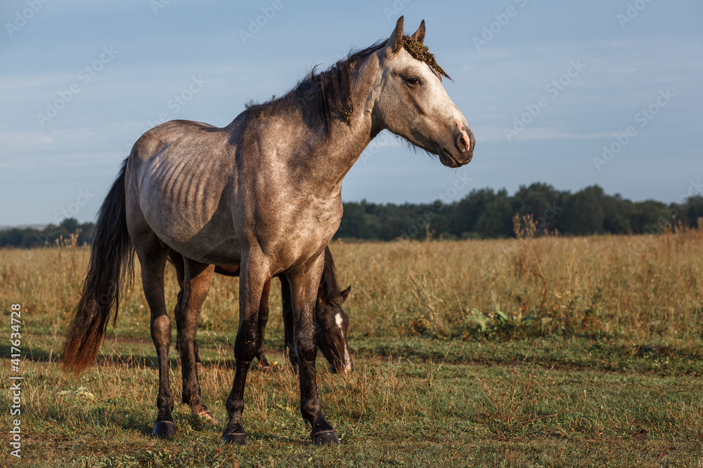 horse in the field