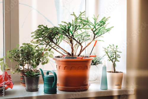 Indoor plants on the windowsill. Decembrist in a large pot.