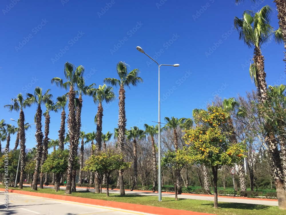 Obraz premium long tropical palm trees in the city