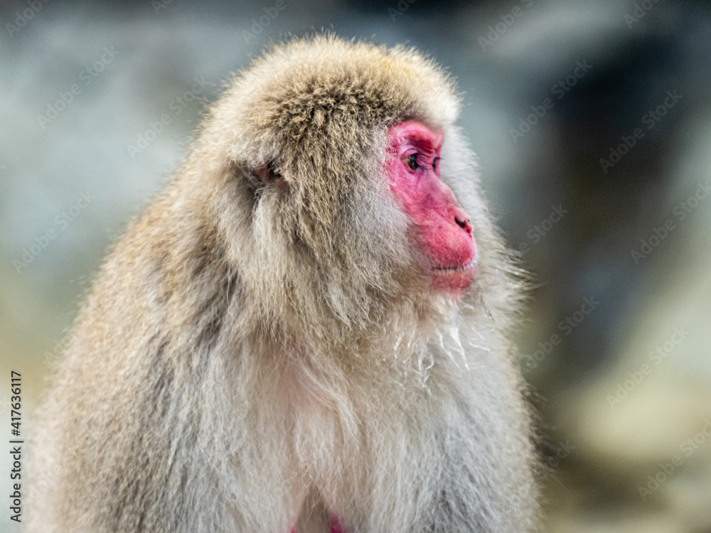 close up face of Japanese macaque snow monkey 3 close up face of Japanese macaque snow monkey 3