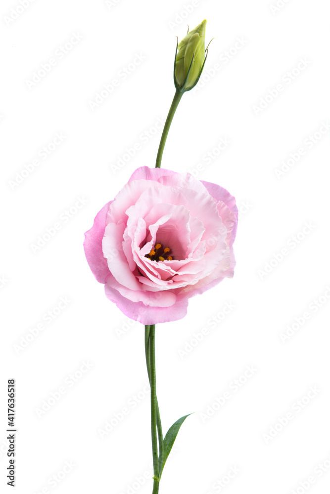 Obraz premium beautiful eustoma flower isolated