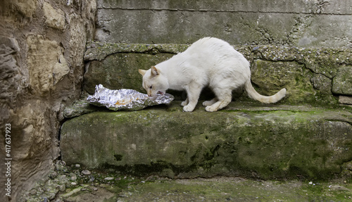 Stray cats eating on the street