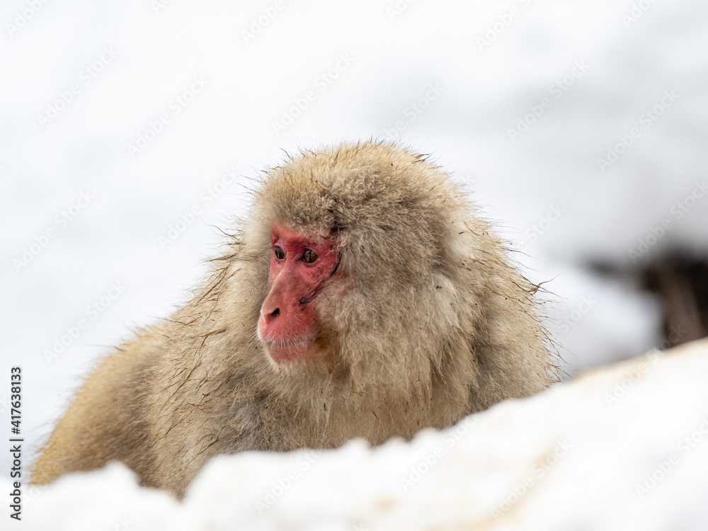 Injured Japanese snow monkey sitting in snow Injured Japanese snow monkey sitting in snow