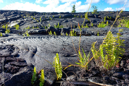 Island of Hawaii, Lava , landscape, field, nature, agriculture, green, plant, sky, summer, grass, tree, forest, rural, mountain, farm, water, countryside, blue, fields, environment, land, spring, coun