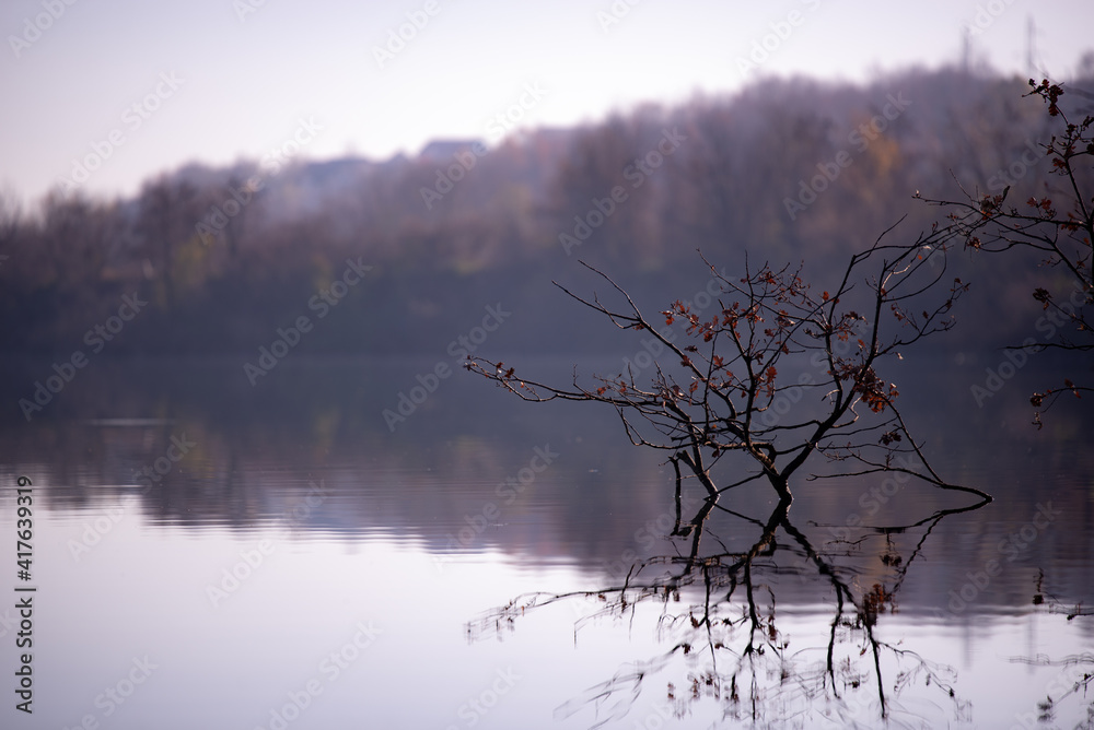 Fototapeta premium forest reflected in the lake in autumn season. wild landscape with leafless trees by the calm water