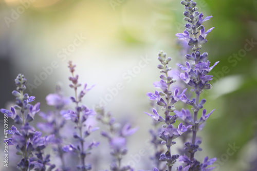 Soft Lavender flowers close up