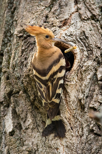 Eurasian hoopoe sitting near entrance of a tree cavity while nesting. Bird with striped feathers and crest in summer nature. Animal holding larva in beak.