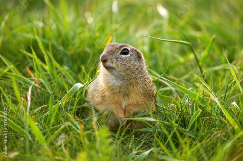 Cute european ground squirrel, spermophilus citellus, looking into camera on green grass in spring. Little wild souslik with brown fur watching on meadow. Wild animal in nature. © WildMedia