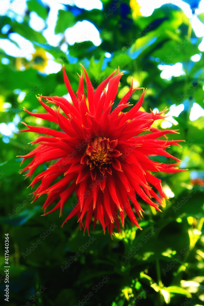 red burst flower red burst flower