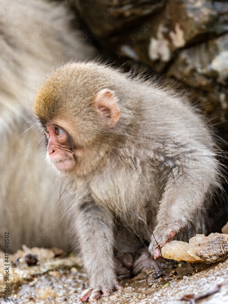 Naklejka premium small Japanese macaque snow monkey on rocks 1