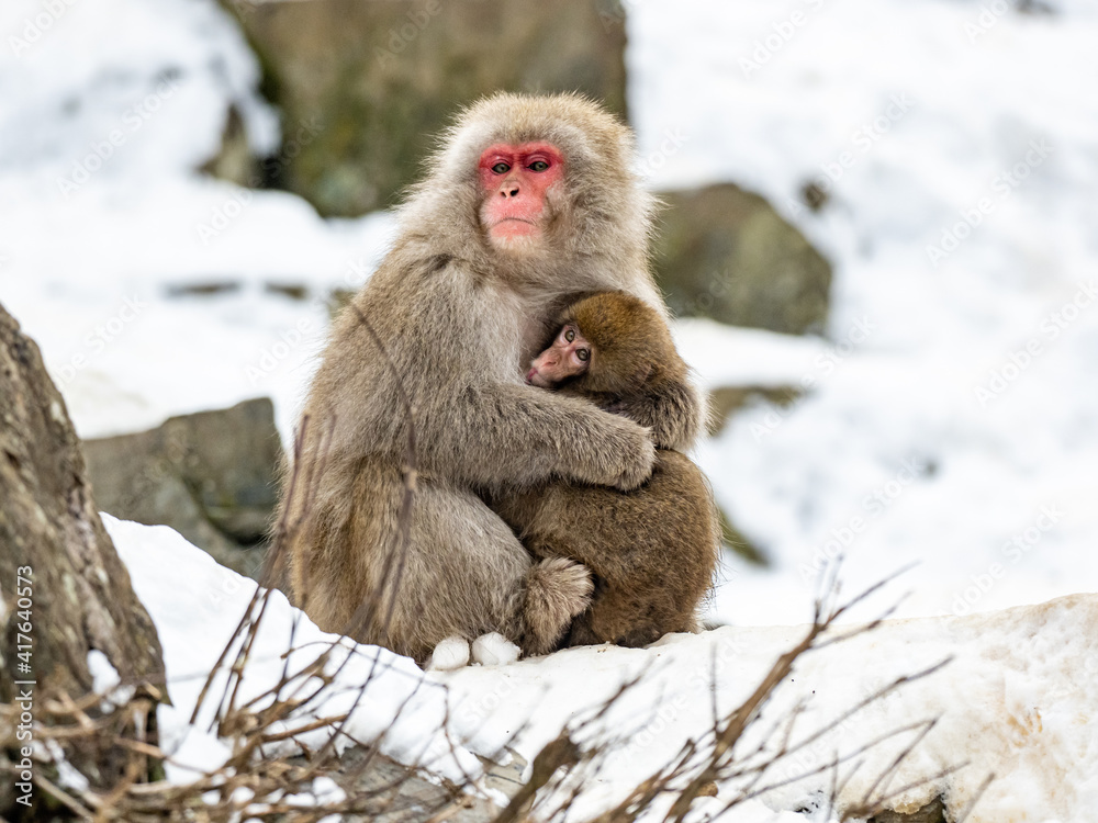 Mother Japanese snow monkey holding her baby 3 Mother Japanese snow monkey holding her baby 3