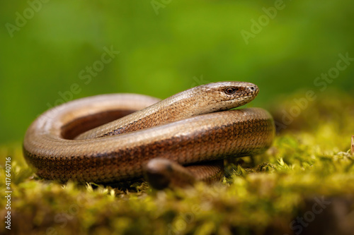 Twisted slowworm, anguis fragilis, basking on a green mossy rock in springtime nature. Wild animal resting on the ground from close-up. Deaf adder sunbathing in forest.