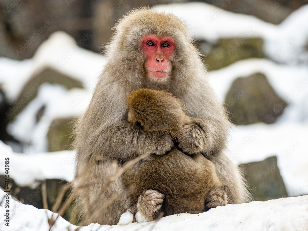 Mother Japanese snow monkey holding her baby 2 Mother Japanese snow monkey holding her baby 2