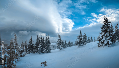 Winter snow in mountain forest in Ukraine. Trees and cloudy sky