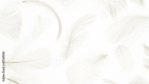 Feather falling pattern. Nature abstract bird feather texture closeup on white background in macro photography. Glamorous sophisticated airy artistic image on soft blurred background.