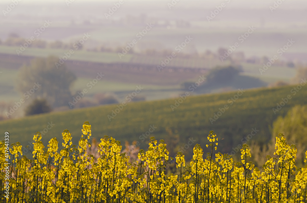 Rapeseed spring flowers Rapeseed spring flowers