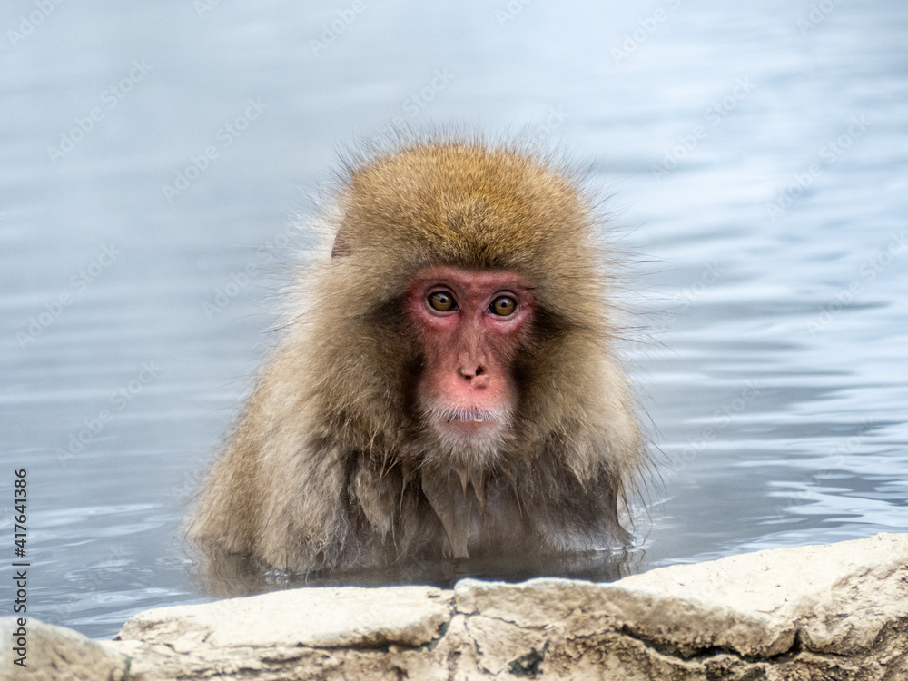 Japanese snow monkey sitting in a hot spring 2