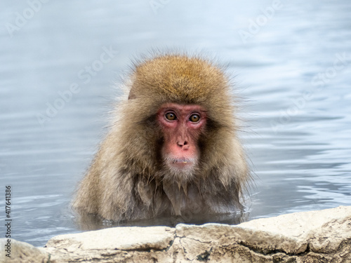 Japanese snow monkey sitting in a hot spring 2 © Hanstography