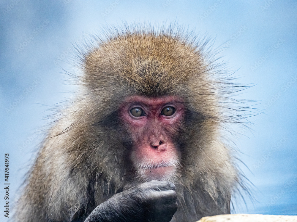 Fototapeta premium Japanese snow monkey sitting in a hot spring 6