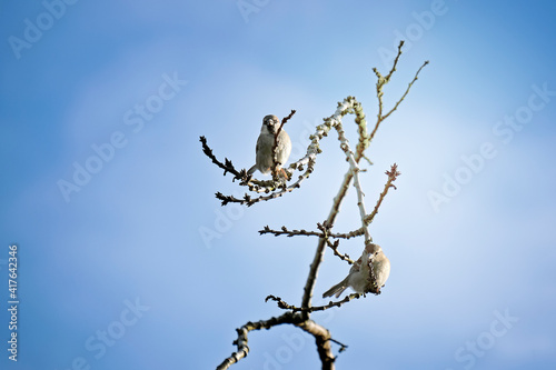 A couple of Sparrows perched on branches under the wintwer sun