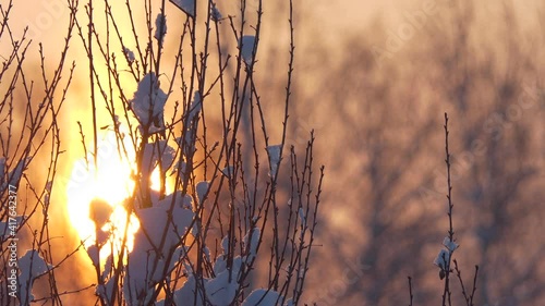 Wallpaper Mural Seasons. Spring. Sunrise among the branches of the trees of the spring forest. Siberia. Torontodigital.ca