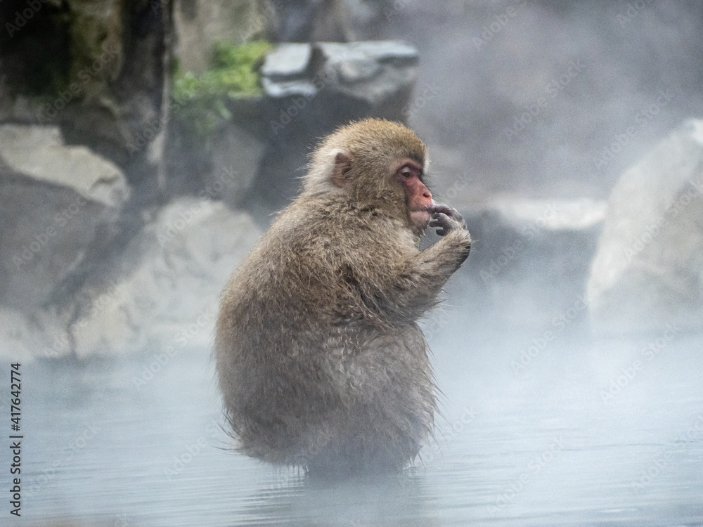 Naklejka premium Japanese snow monkey sitting in a hot spring 12