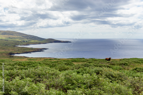 Taureau dans un champ, littoral de l’île de Pâques