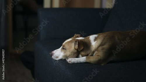 A dog that is lying down and looking at the camera