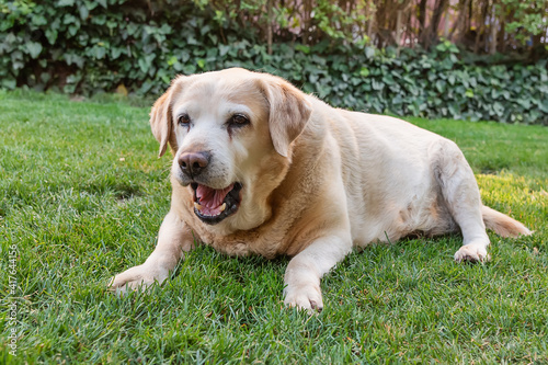 Golden Labrador retriever. Portrait of a sweet dog. A dog enjoying