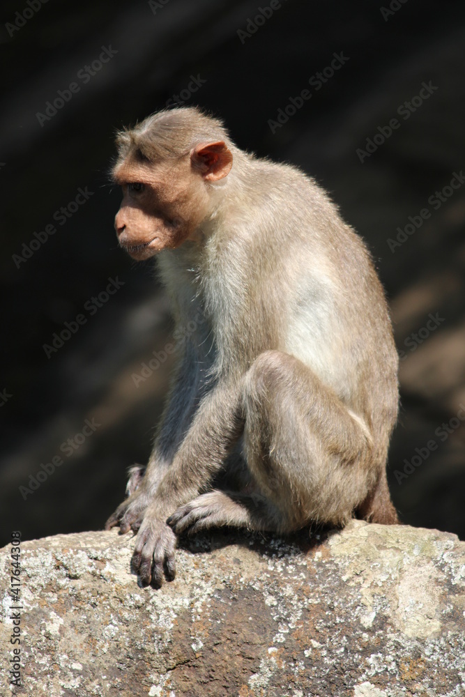 Monkey on a tree