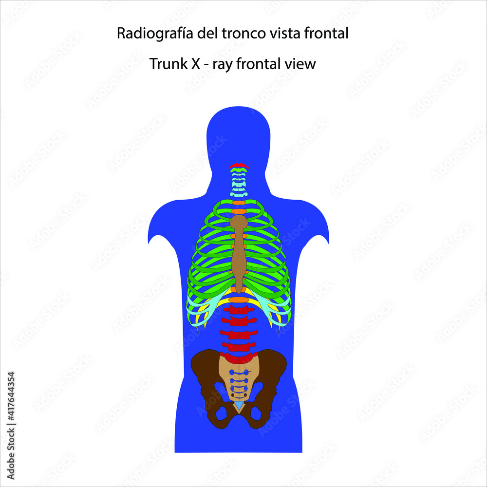 Esqueleto humano radiografía del tronco vista frontal vector