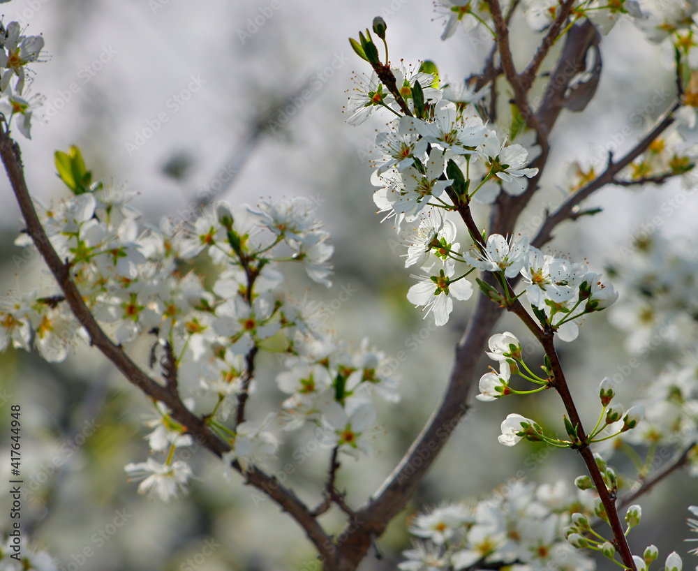 Blossoming almond tree branch in defocused background. Copy space
