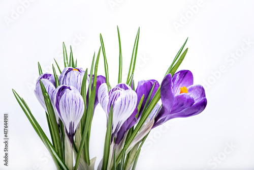 Purple crocus saffron flowers on white background.