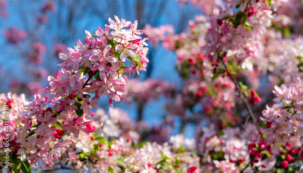 White and pink apple blossoms on an apple tree on a sunny day. Springtime flowers in bloom in front of blue sky. Close-up with beautiful bokeh background. White and pink apple blossoms on an apple tree on a sunny day. Springtime flowers in bloom in front of blue sky. Close-up with beautiful bokeh background.