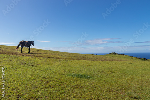 Cheval dans une prairie à Orongo, île de Pâques