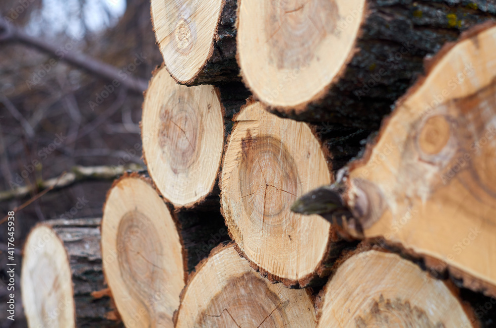 Stack of freshly chopped firewood Stack of freshly chopped firewood