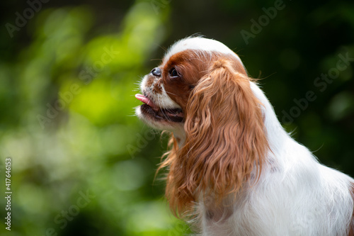 Valokuva Portrait of a cavalier king charles spaniel