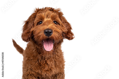 Fototapeta Naklejka Na Ścianę i Meble -  Funny head shot of cute red Cobberdog puppy, standing facing front. Looking curious towards camera. Isolated on white background. Tongue out.