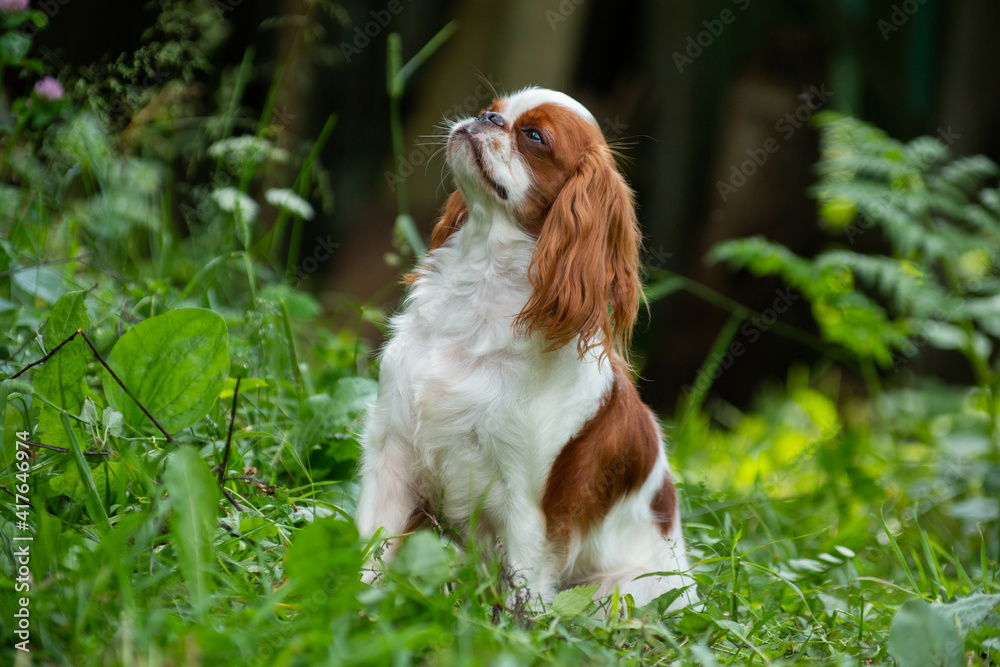 Dog cavalier King Charles Spaniel sits among the grass