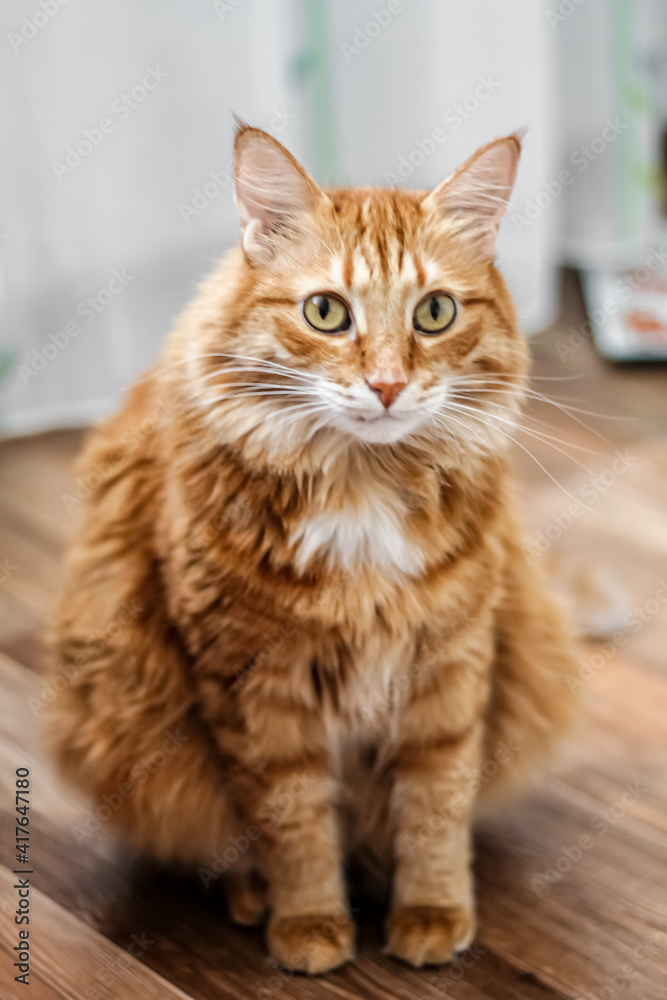 Charming fat fluffy fiery red cat looks surprised and is at a loss; vertical photo