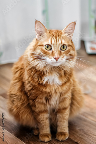 Charming fat fluffy fiery red cat looks surprised and is at a loss; vertical photo