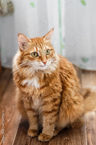 Charming fat fluffy fiery red cat looks away