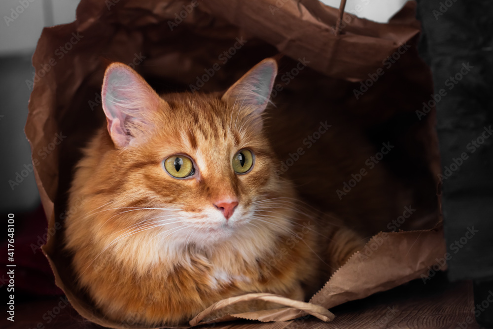 A fiery red charming large fluffy cat is amusingly located in a paper shopping bag