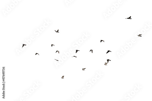 Flocks of flying pigeons isolated on white background. Clipping path. © krsprs