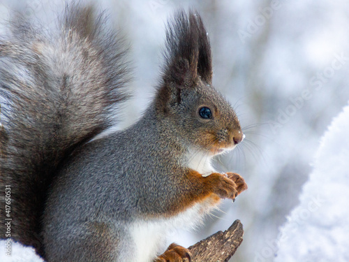 squirrel in the park with nose in snow