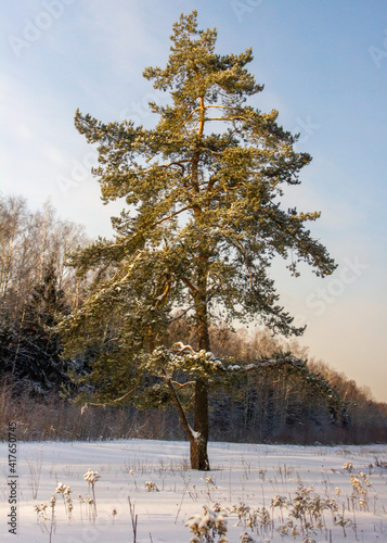 Wallpaper Mural winter landscape with isolated pine Torontodigital.ca