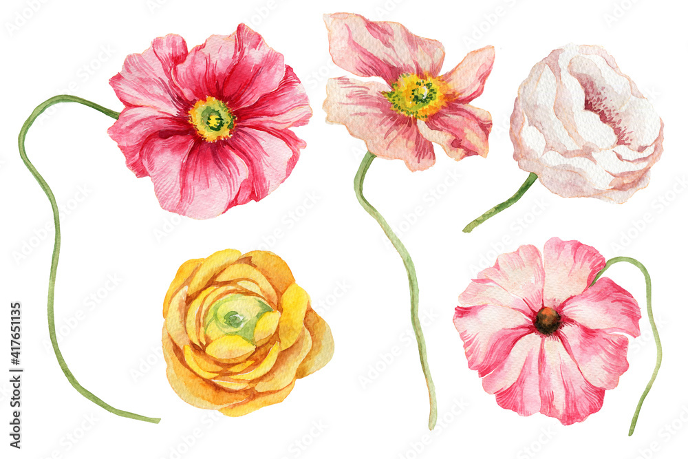 watercolor illustration, set of wildflowers, isolated flowers on a white background.