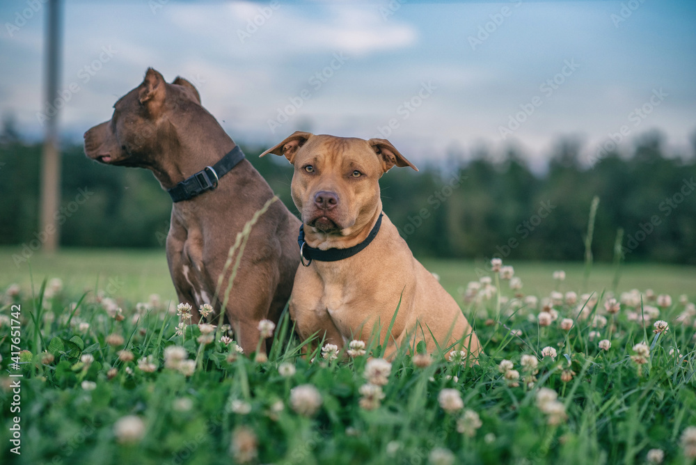 Two young American Pit Bull Terriers in the grass on a summer field.