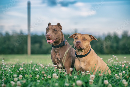 Fototapeta Naklejka Na Ścianę i Meble -  Two young American Pit Bull Terriers in the grass on a summer field.