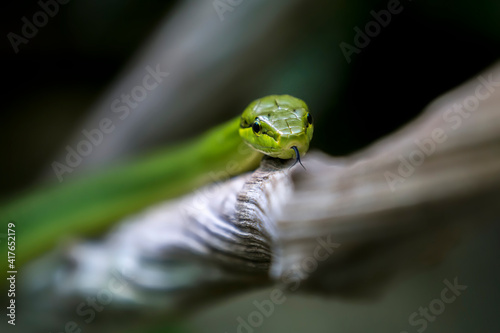 Le serpent ratier vert à Beauval